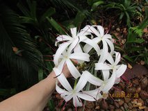 Beautiful White Spider Lily Plant Bulbs in Kingwood, Texas